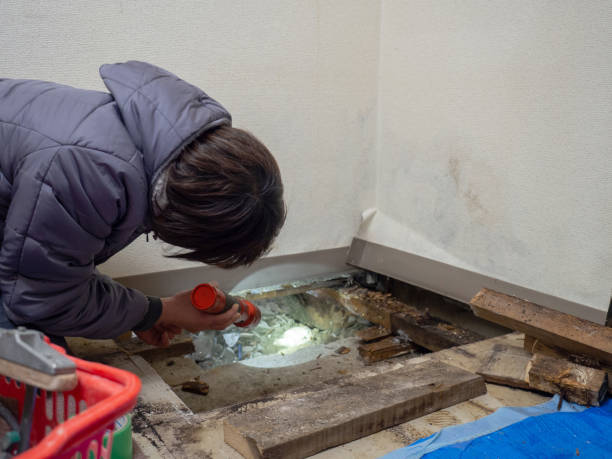 Trusted Hudson, IL Mold Removal Experts